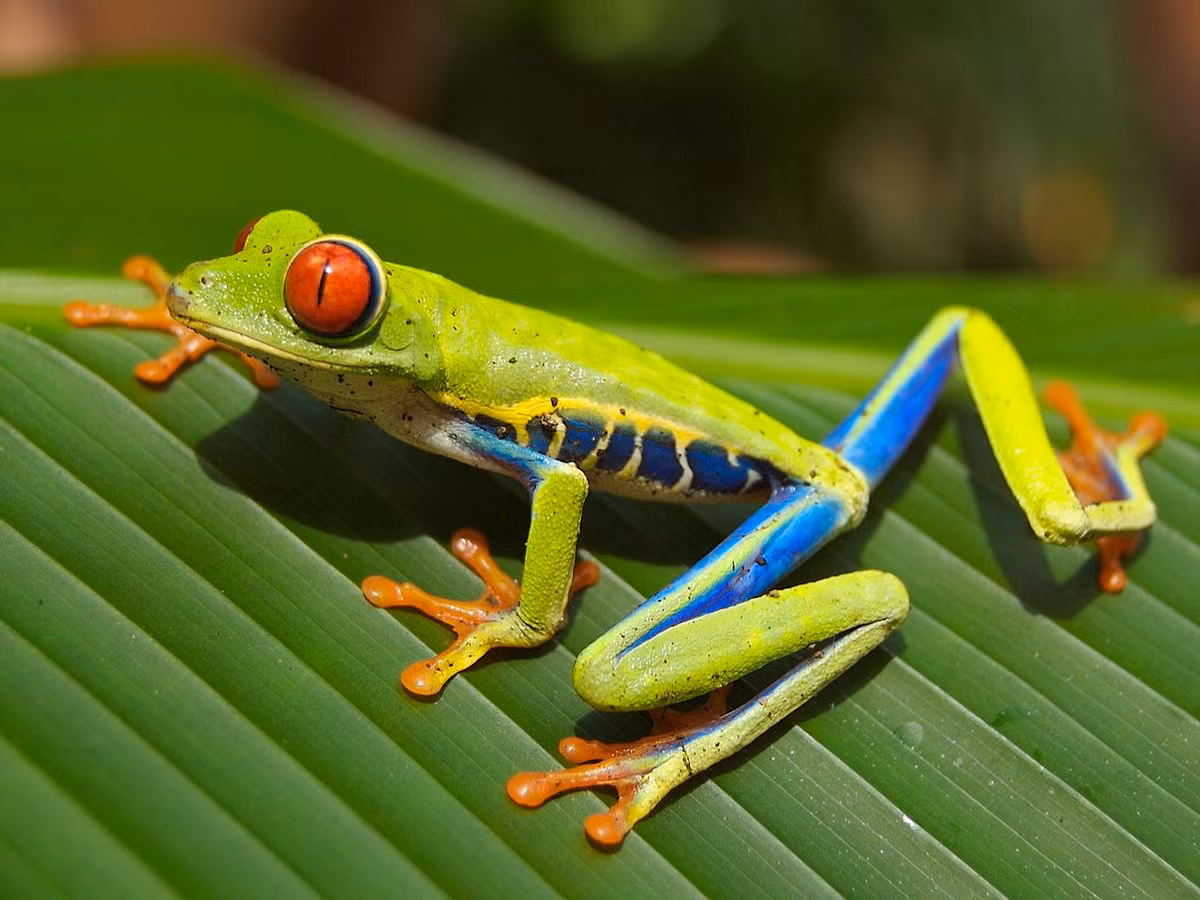 Ếch cây mắt đỏ (Agalychnis callidryas). Kích thước: Dài 5-7 cm. Vùng phân bố: Các cánh rừng mưa từ Mexico đến Colombia.