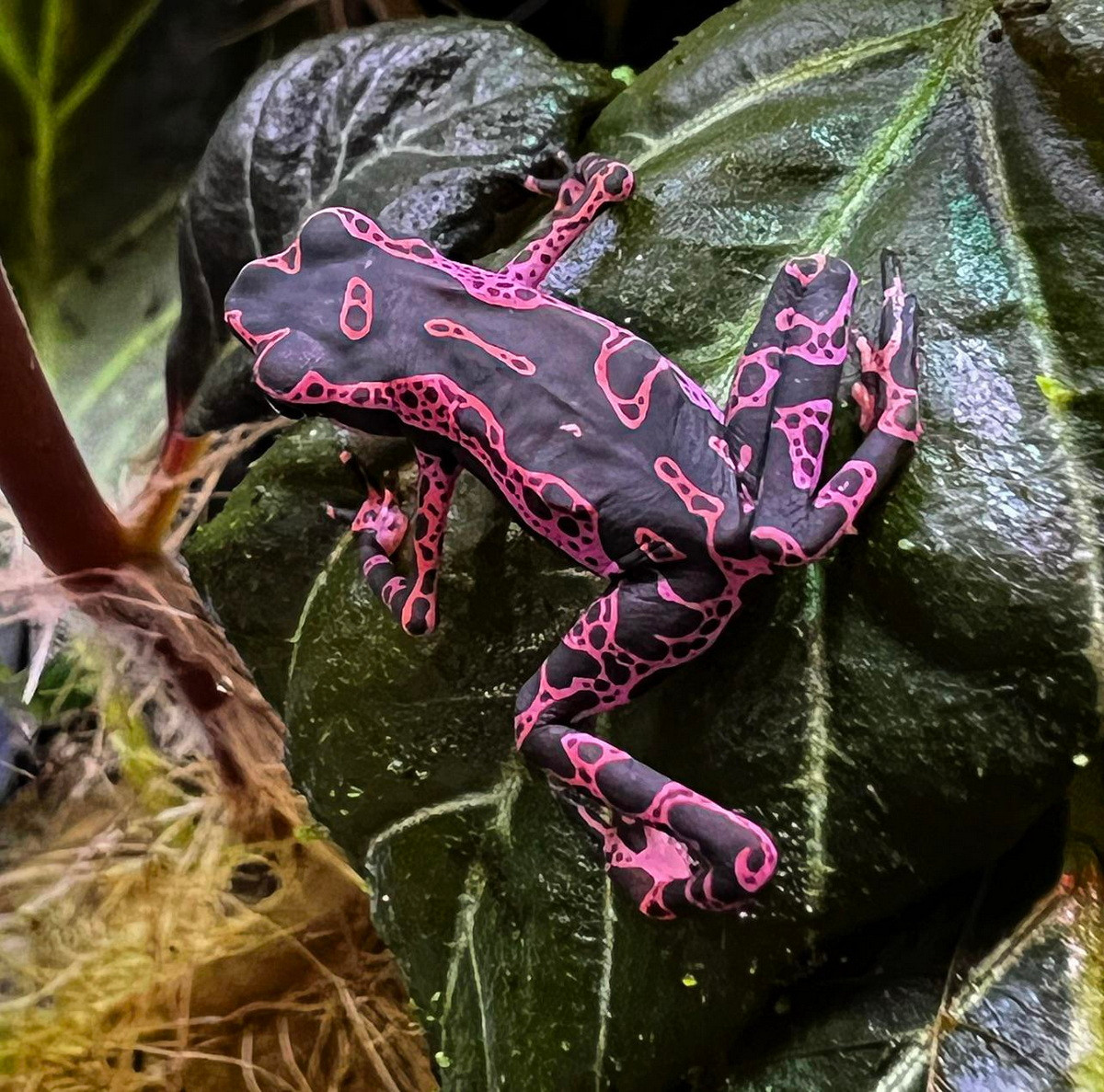 Cóc hề Guyana (Atelopus barbotini). Kích thước: Dài 2,5-4 cm. Vùng phân bố: Guyana và các khu vực lân cận ở Nam Mỹ.