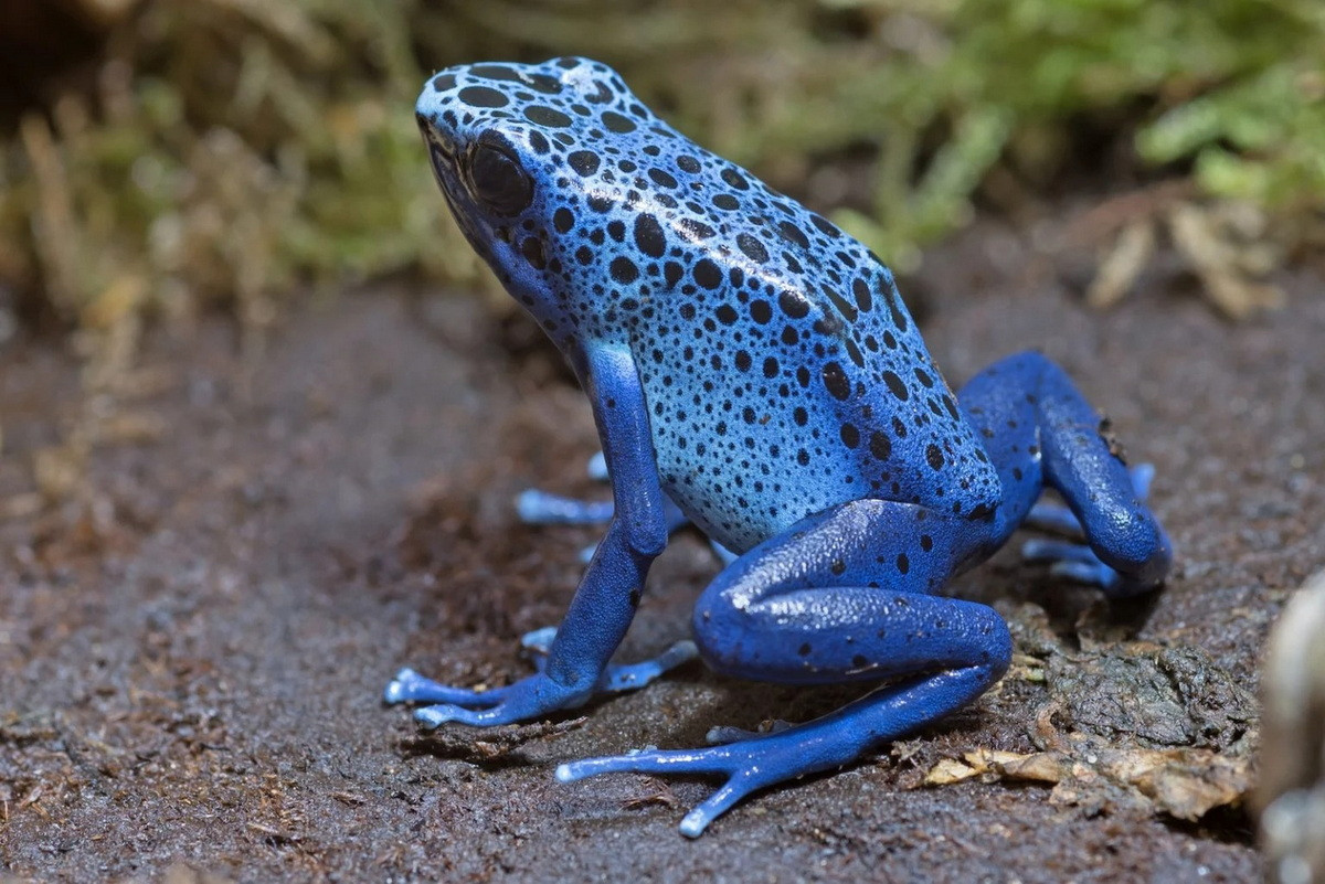 Ếch phi tiêu độc xanh (Dendrobates tinctorius). Kích thước: Dài 4-5 cm. Vùng phân bố: Các khu vực cao nguyên của Guyana và Venezuela.