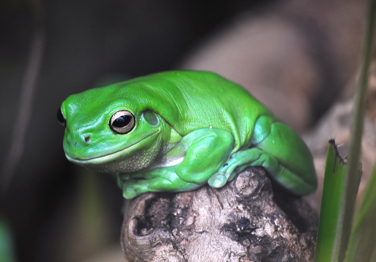 Ếch cây xanh Australia (Litoria caerulea). Kích thước: Dài 8-12 cm. Vùng phân bố: Vùng phía Bắc và phía Đông của Australia và vùng đất thấp của New Guinea.