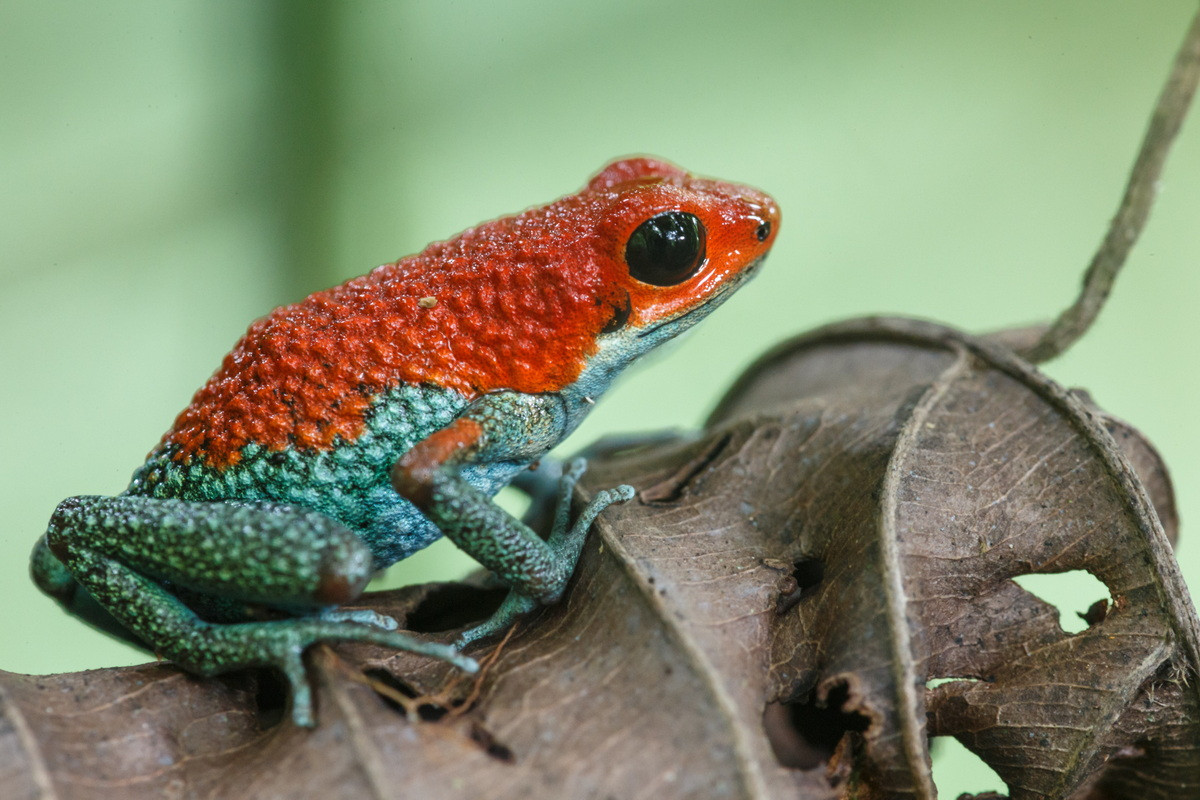 Ếch độc Granular (Oophaga granulifera). Kích thước: Dài 1,5-2 cm. Vùng phân bố: Rừng đất thấp nhiệt đới ở Costa Rica và Panama.