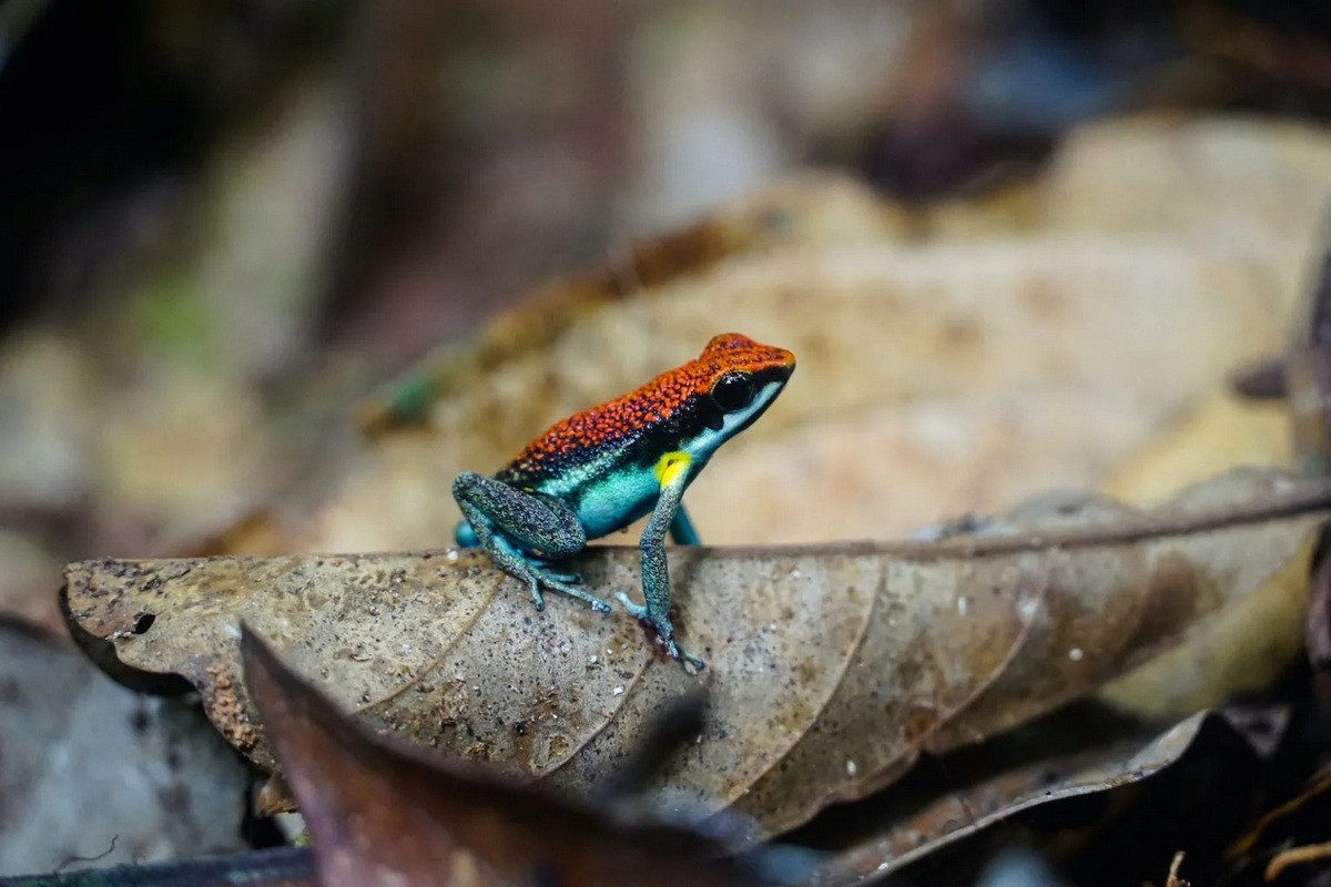 Ếch độc Ecuador (Ameerega bilinguis). Kích thước: Dài 2-3 cm. Vùng phân bố: Các khu rừng và đầm lầy nhiệt đới, cận nhiệt đới ở Colombia, Ecuador và các khu vực lân cận.
