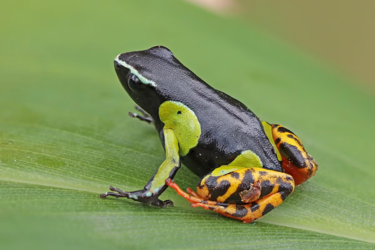 Ếch mantella Baron (Mantella baroni). Kích thước: Dài 2-3 cm. Vùng phân bố: Rừng nhiệt đới, cận nhiệt đới và đầm lầy ở Madagascar.