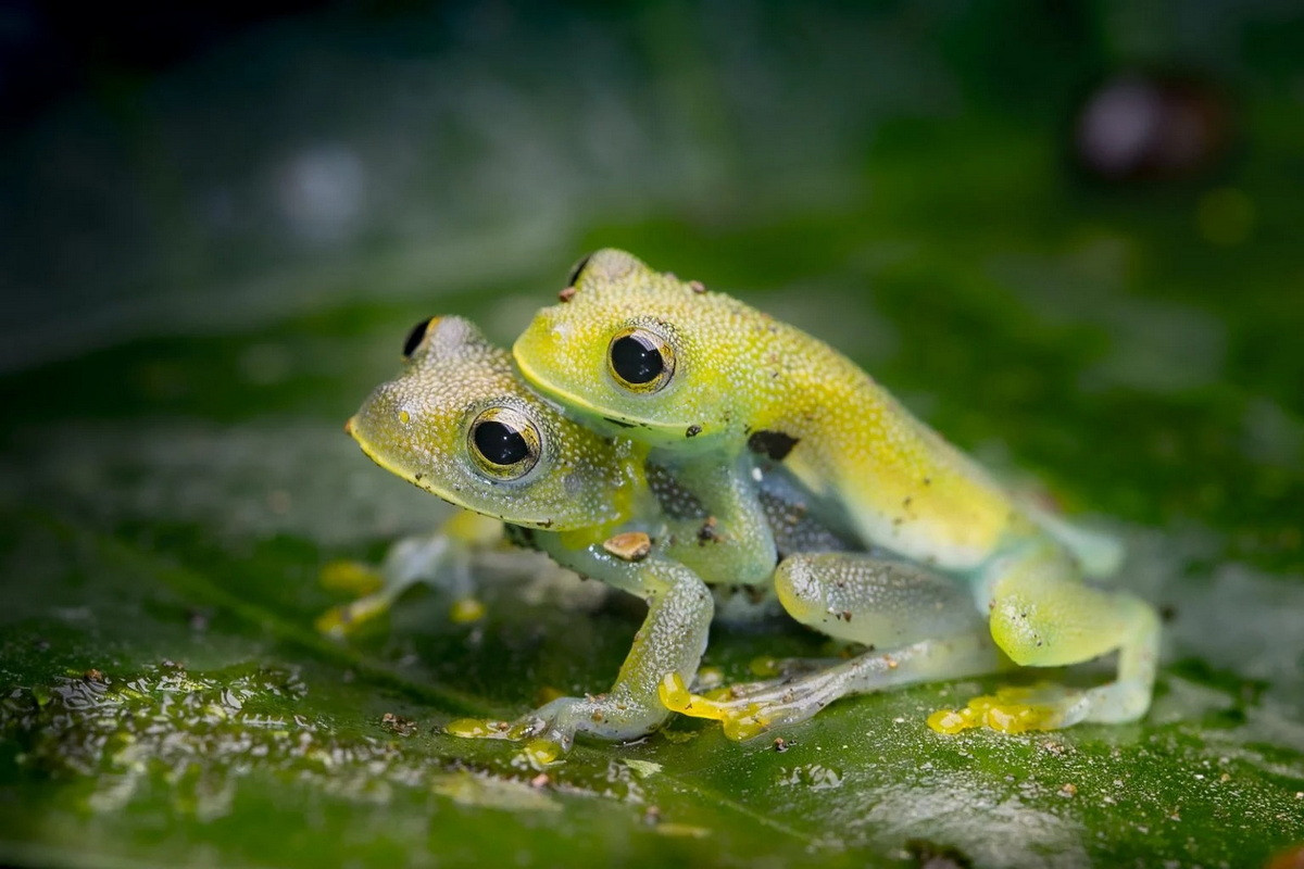 Ếch hạt Cochran (Cochranella granulosa). Kích thước: Dài 2-3 cm. Vùng phân bố: Rừng núi cao và vùng đất thấp ở Panama, Nicaragua, Costa Rica và Panama.