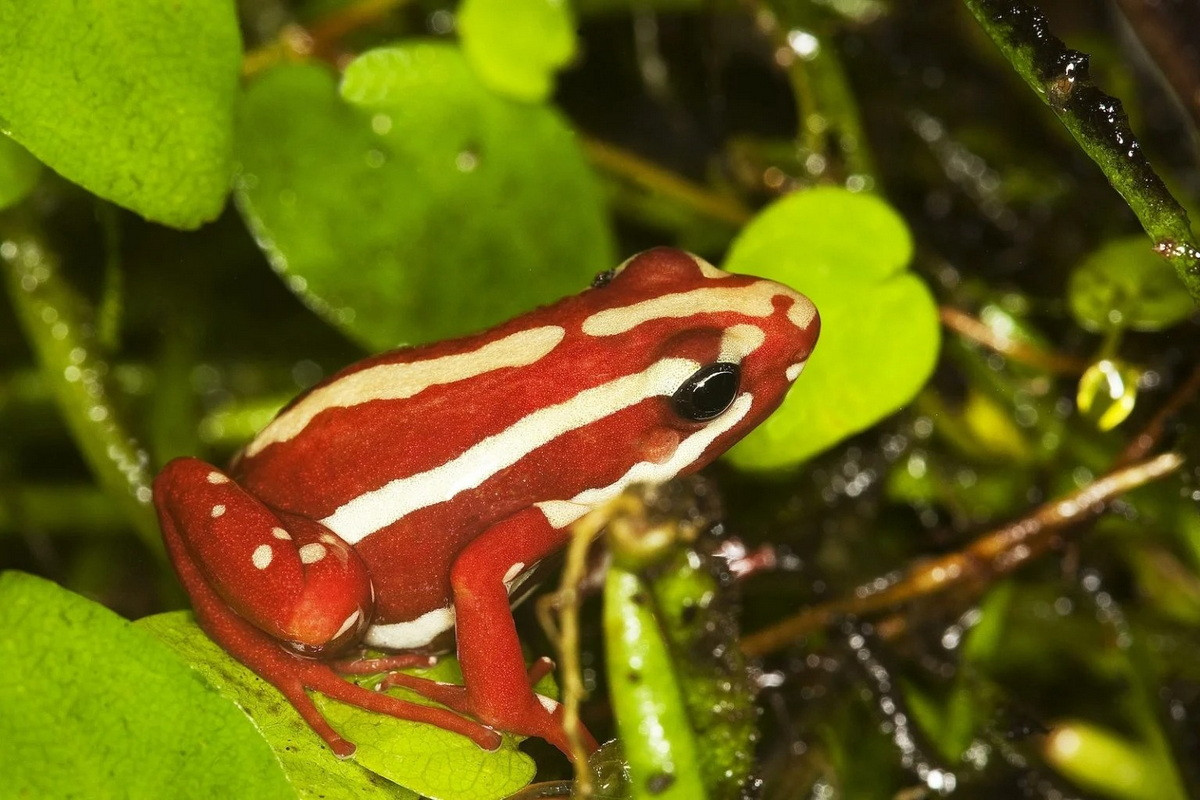 Ếch độc quỷ (Epipedobates tricolor). Kích thước: Dài 1-2 cm. Vùng phân bố: Tầng rừng nhiệt đới ở một phần dãy núi Andes tại Ecuador.