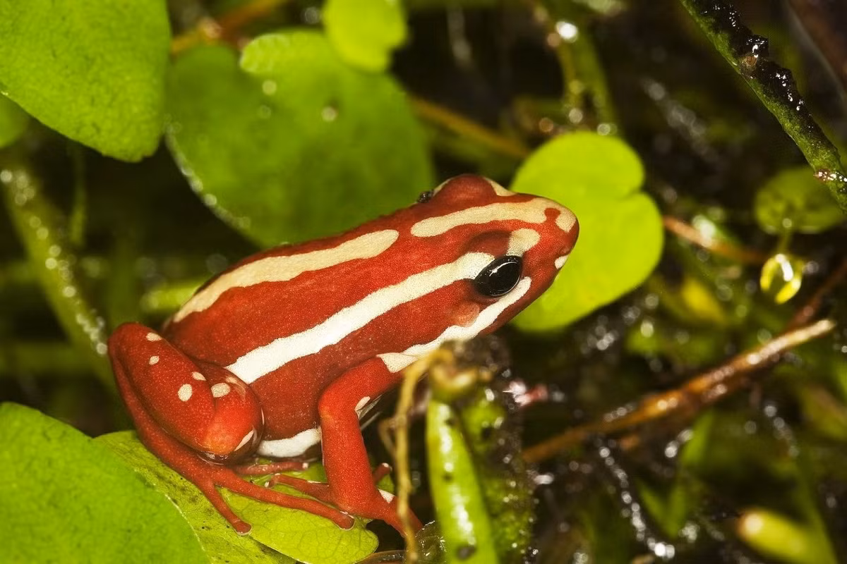 Ếch độc quỷ (Epipedobates tricolor). Kích thước: Dài 1-2 cm. Vùng phân bố: Tầng rừng nhiệt đới ở một phần dãy núi Andes tại Ecuador.