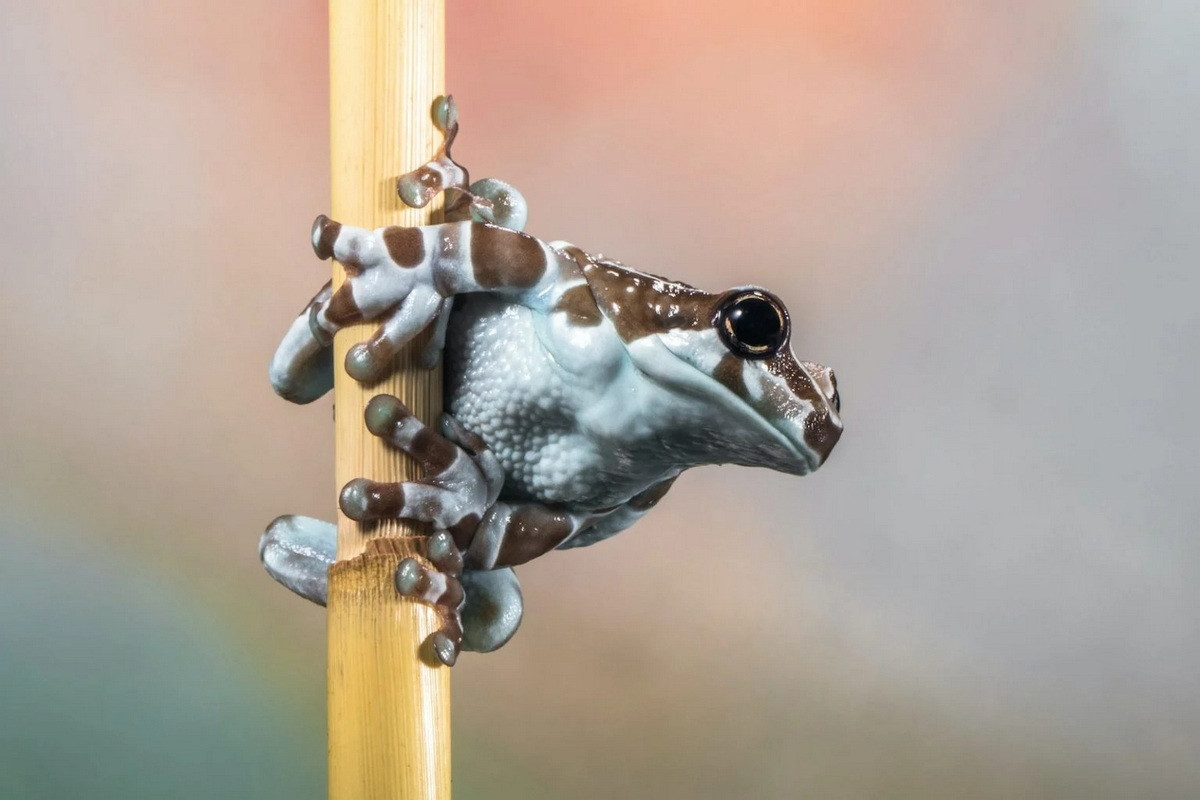 Ếch sữa Amazon (Trachycephalus resinifictrix). Kích thước: Dài 7-10 cm. Vùng phân bố: Rừng nhiệt đới Amazon.