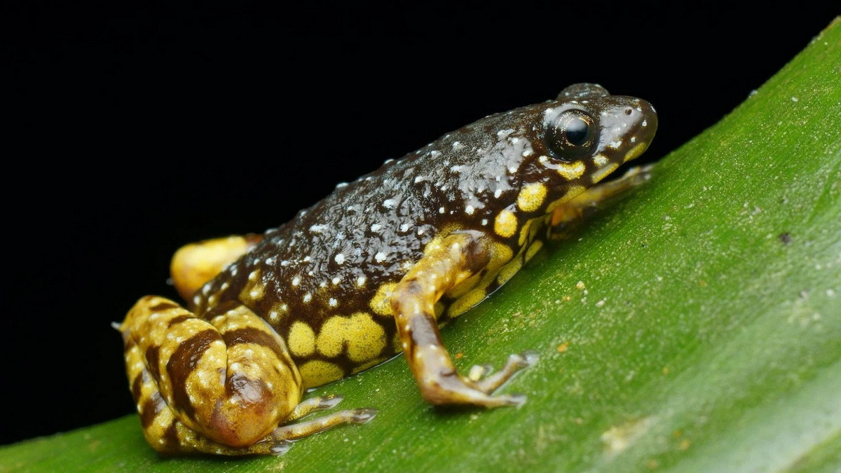 Ếch bụng vàng (Chaperina fusca). Kích thước: Dài 2-3 cm. Vùng phân bố: Các cánh rừng ở Borneo, bán đảo Mã Lai và Philippines.