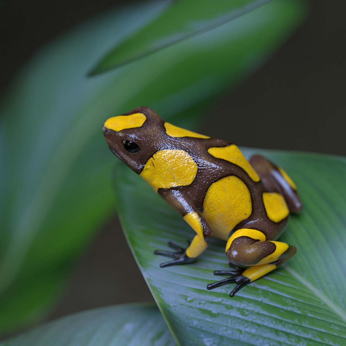 Ếch độc hề (Oophaga histrionica). Kích thước: Dài 3-4 cm. Vùng phân bố: Rừng nhiệt đới ở miền tây Colombia.