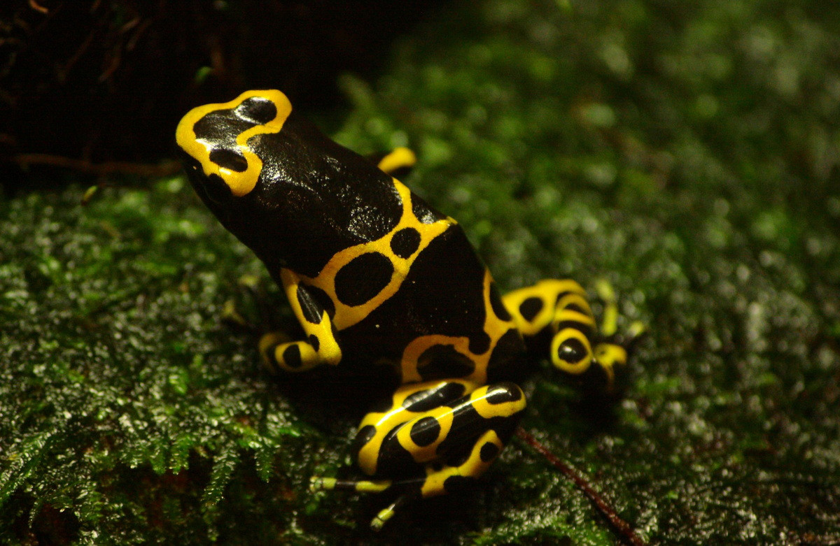 Ếch phi tiêu độc khoang vàng (Dendrobates leucomelas). Kích thước: Dài 3-5 cm. Vùng phân bố: Một số cánh rừng mưa nhiệt đới ở Nam Mỹ.