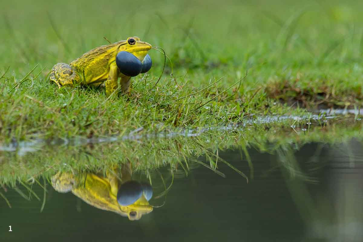  Ếch trâu Ấn Độ (Hoplobatrachus tigerinus). Kích thước: Dài 13-17 cm. Vùng phân bố: Nam Á.