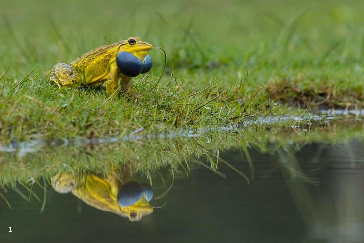  Ếch trâu Ấn Độ (Hoplobatrachus tigerinus). Kích thước: Dài 13-17 cm. Vùng phân bố: Nam Á.