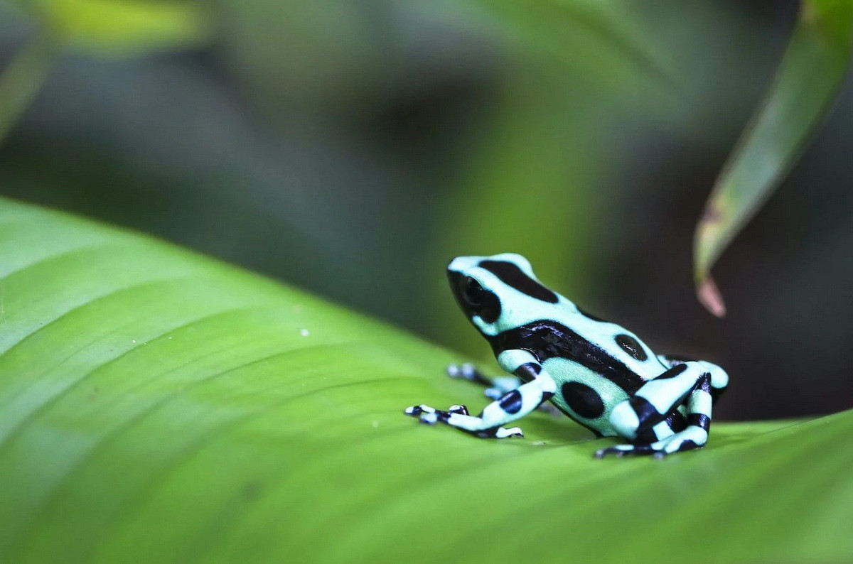 Ếch phi tiêu độc xanh đen (Dendrobates auratus). Kích thước: Dài 1,5-2,5 cm. Vùng phân bố: Rừng rậm Trung Mỹ và phía Bắc của Nam Mỹ.