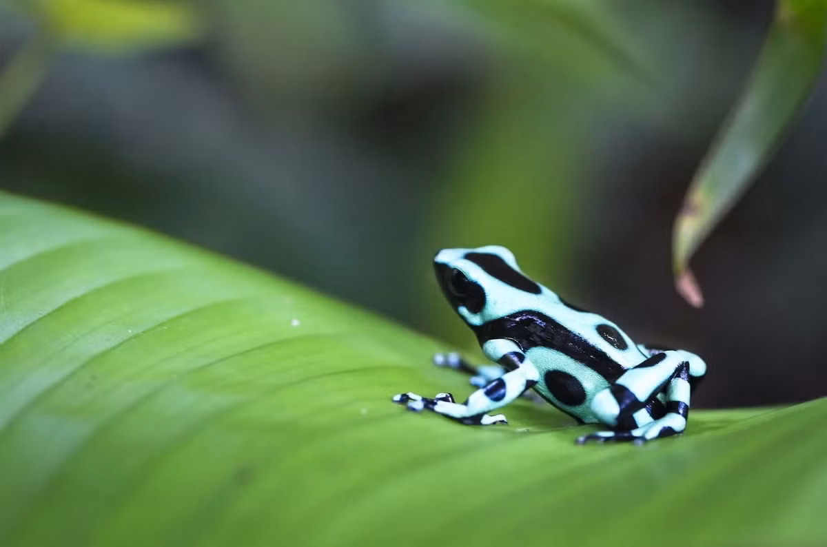 Ếch phi tiêu độc xanh đen (Dendrobates auratus). Kích thước: Dài 1,5-2,5 cm. Vùng phân bố: Rừng rậm Trung Mỹ và phía Bắc của Nam Mỹ.