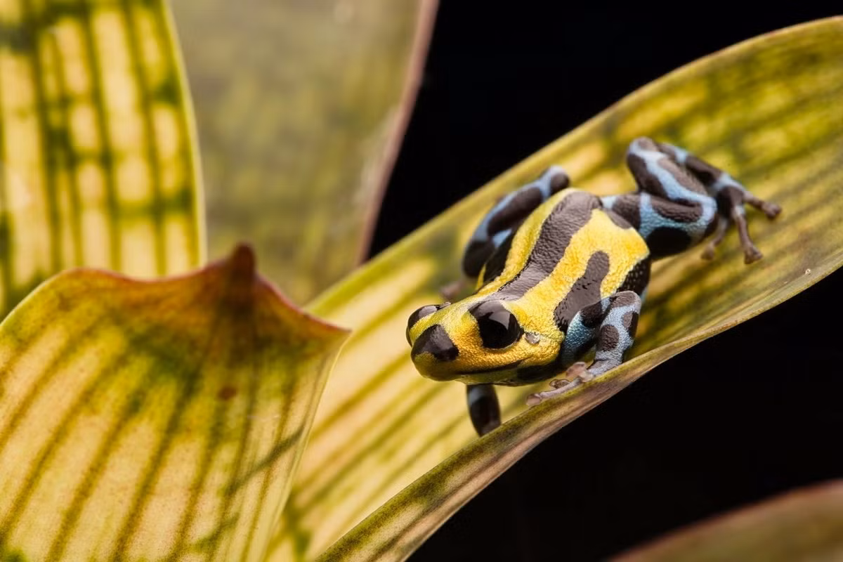 Ếch phi tiêu độc Sira (Ranitomeya sirensis). Kích thước: Dài 1,5-2 cm. Vùng phân bố: Rừng nhiệt đới Amazon ở Bolivia, Brazil và Peru.
