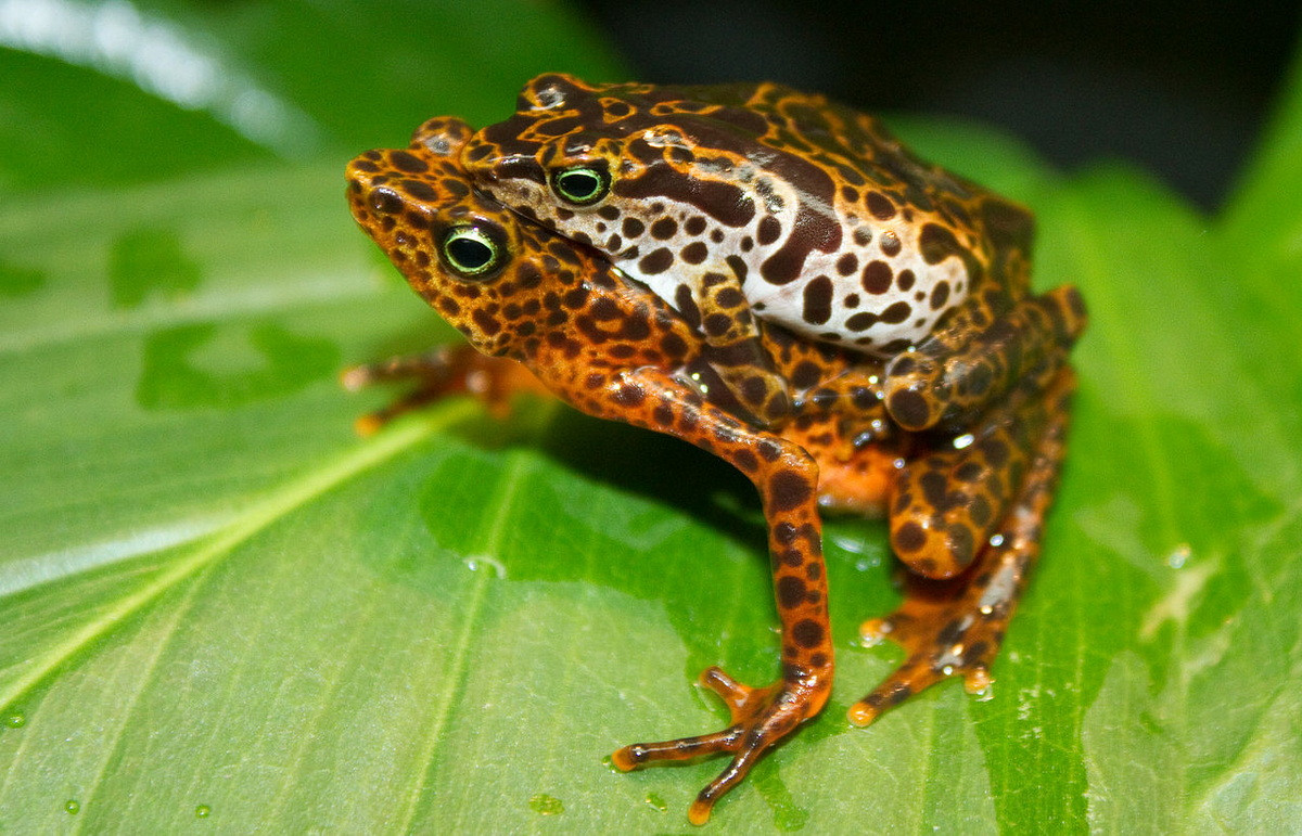 Ếch hề núi (Atelopus certus). Kích thước: Dài 5-6 cm. Vùng phân bố: Vùng Darien phía Đông Panama.