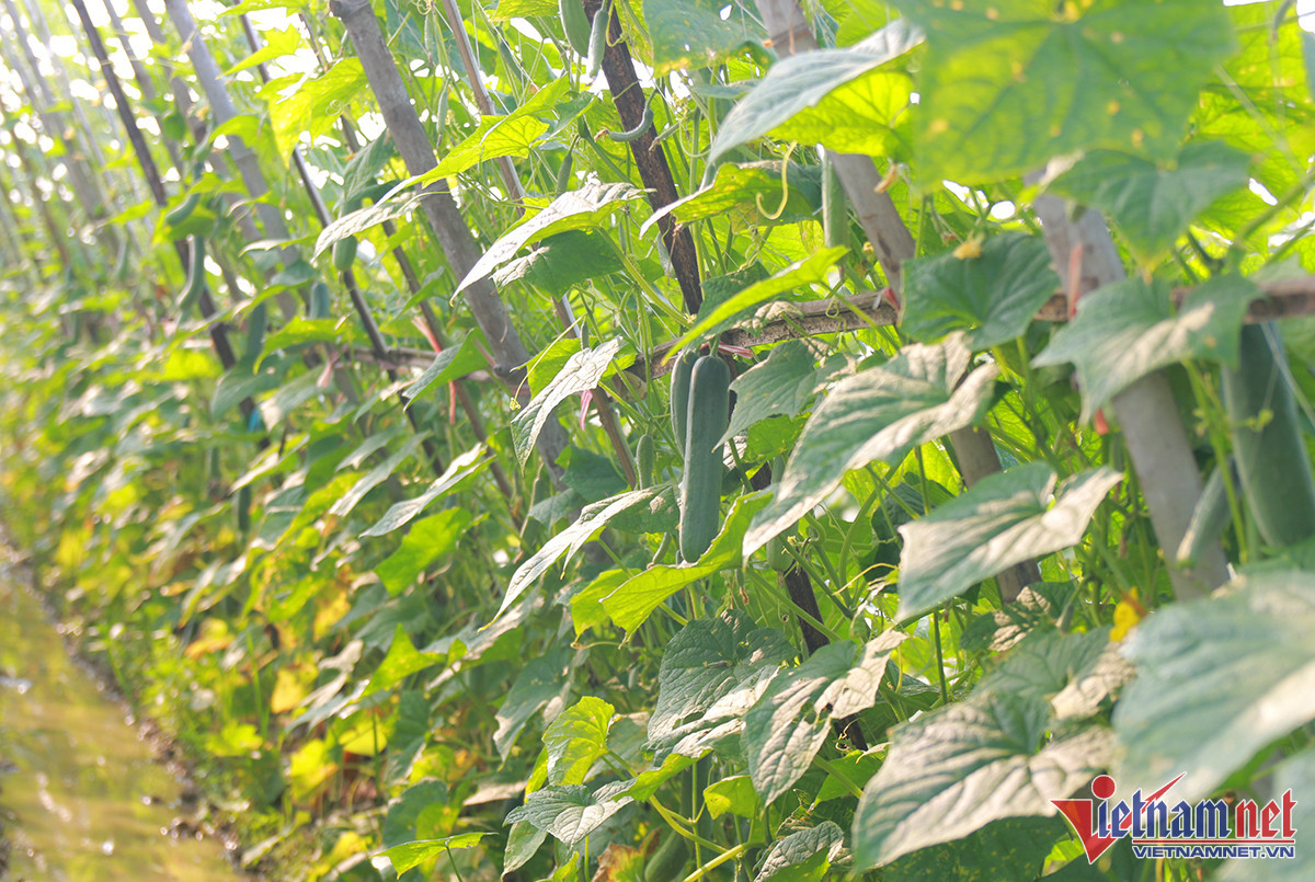 Tham canh dua tren dat lua, nong dan 'hai' tien trieu