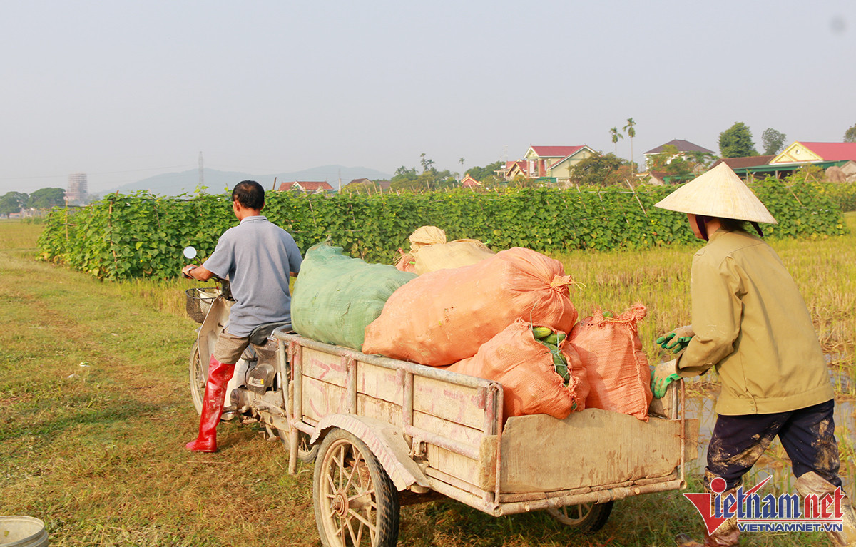 Tham canh dua tren dat lua, nong dan 'hai' tien trieu-Hinh-2