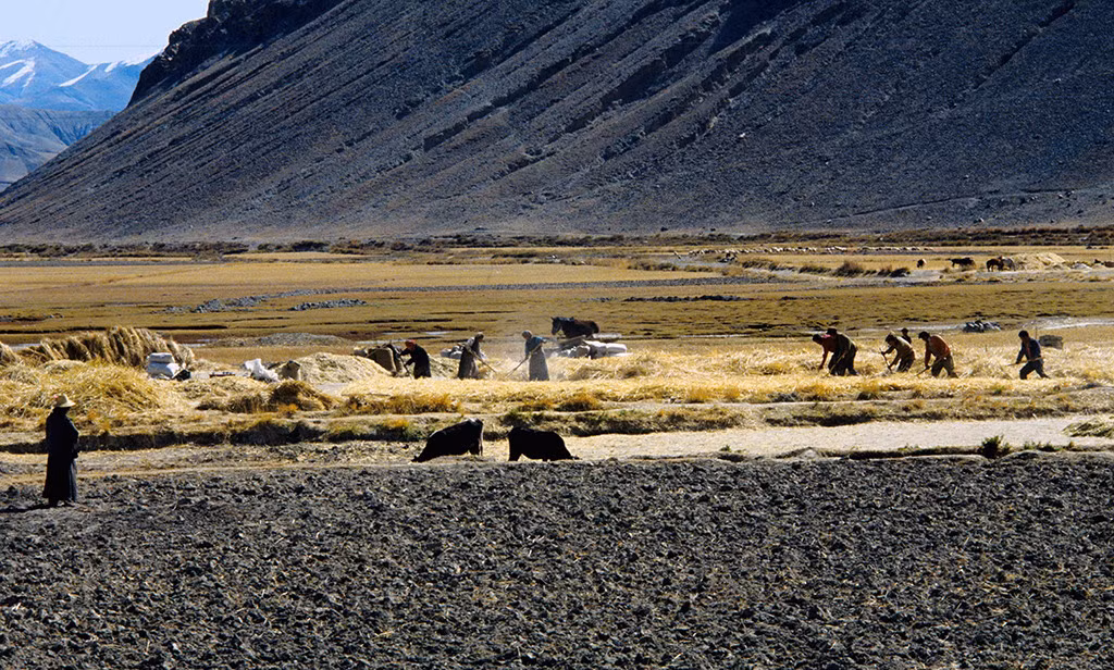Mùa gặt trên cánh đồng Tây Tạng.
