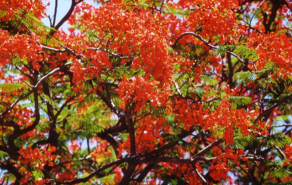 Hoa phượng khoe sắc trên đường phố Maputo.