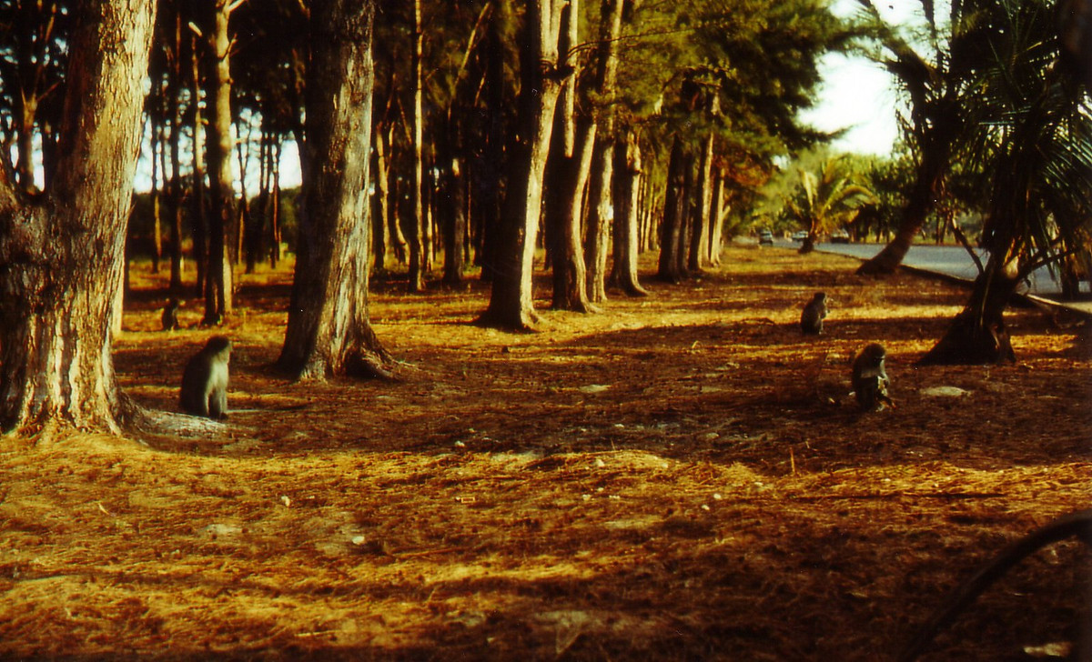 Những chú khỉ ở công viên bên bờ biển thành phố Maputo.