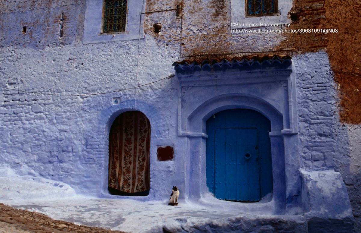 Chú mèo bên cổng ngôi nhà sơn xanh.