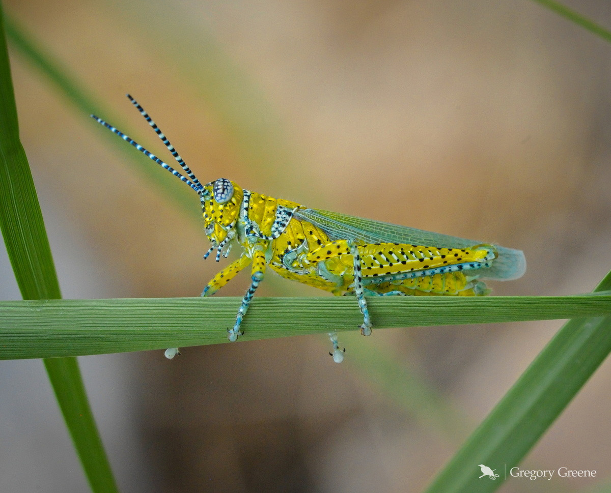 Châu chấu báo đốm (Poecilotettix pantherinus). Kích thước: Dài 3 cm. Vùng phân bố: Từ Tây Bắc nước Mỹ đến Mexico.