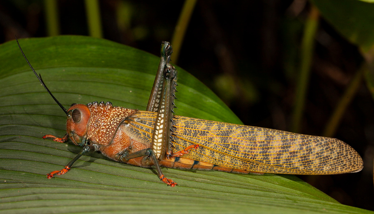 Châu chấu khổng lồ cánh đỏ (Tropidacris cristata). Kích thước: Dài 14 cm. Vùng phân bố: Trung Mỹ và phía Bắc của Nam Mỹ.