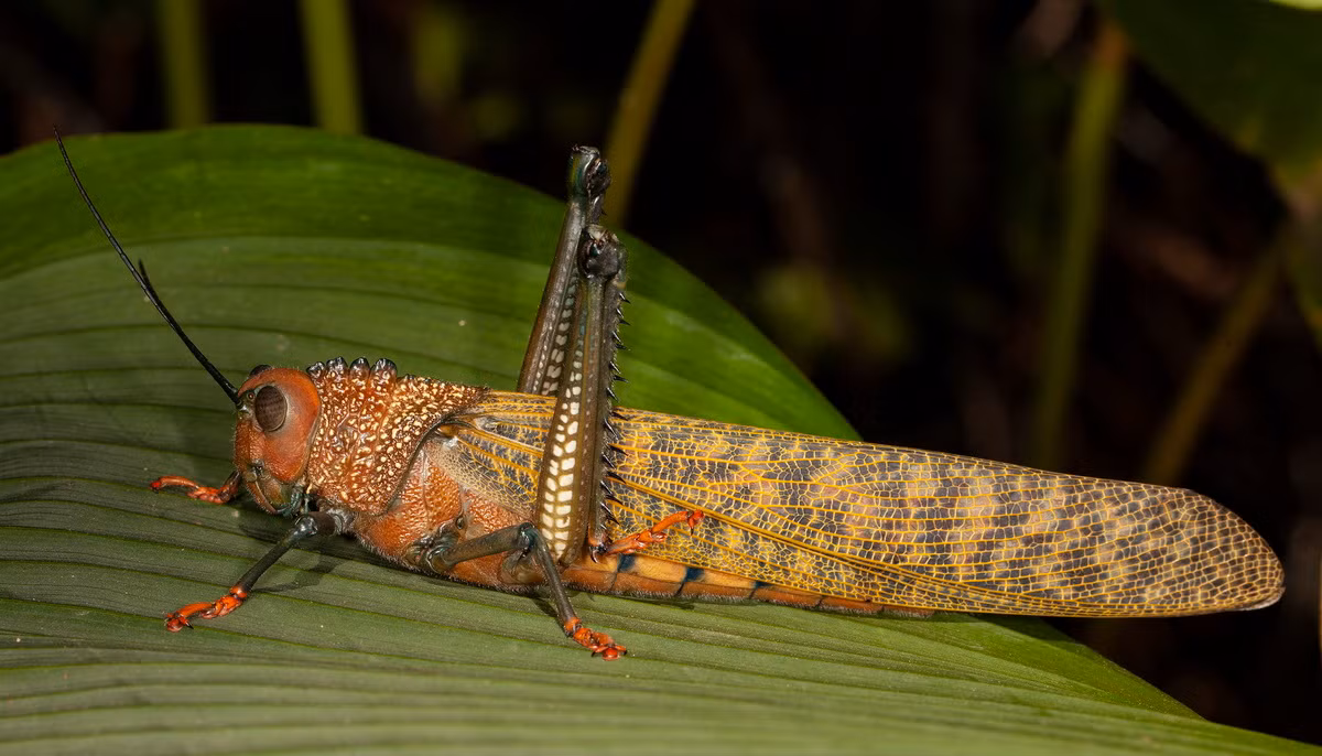 Châu chấu khổng lồ cánh đỏ (Tropidacris cristata). Kích thước: Dài 14 cm. Vùng phân bố: Trung Mỹ và phía Bắc của Nam Mỹ.