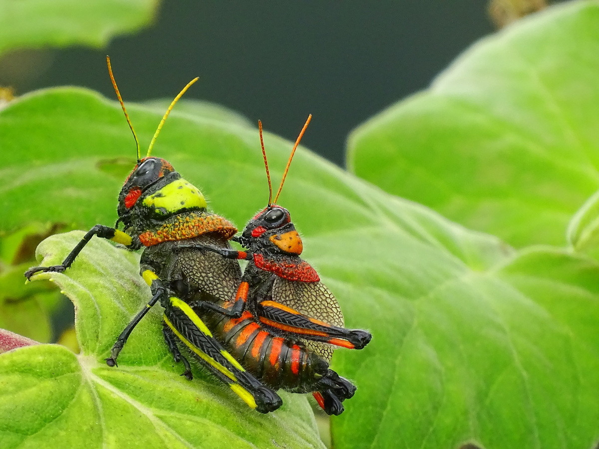 Châu chấu Liladownsia fraile. Kích thước: Dài 4 cm. Vùng phân bố: Mexico.