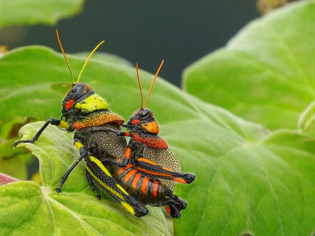 Châu chấu Liladownsia fraile. Kích thước: Dài 4 cm. Vùng phân bố: Mexico.