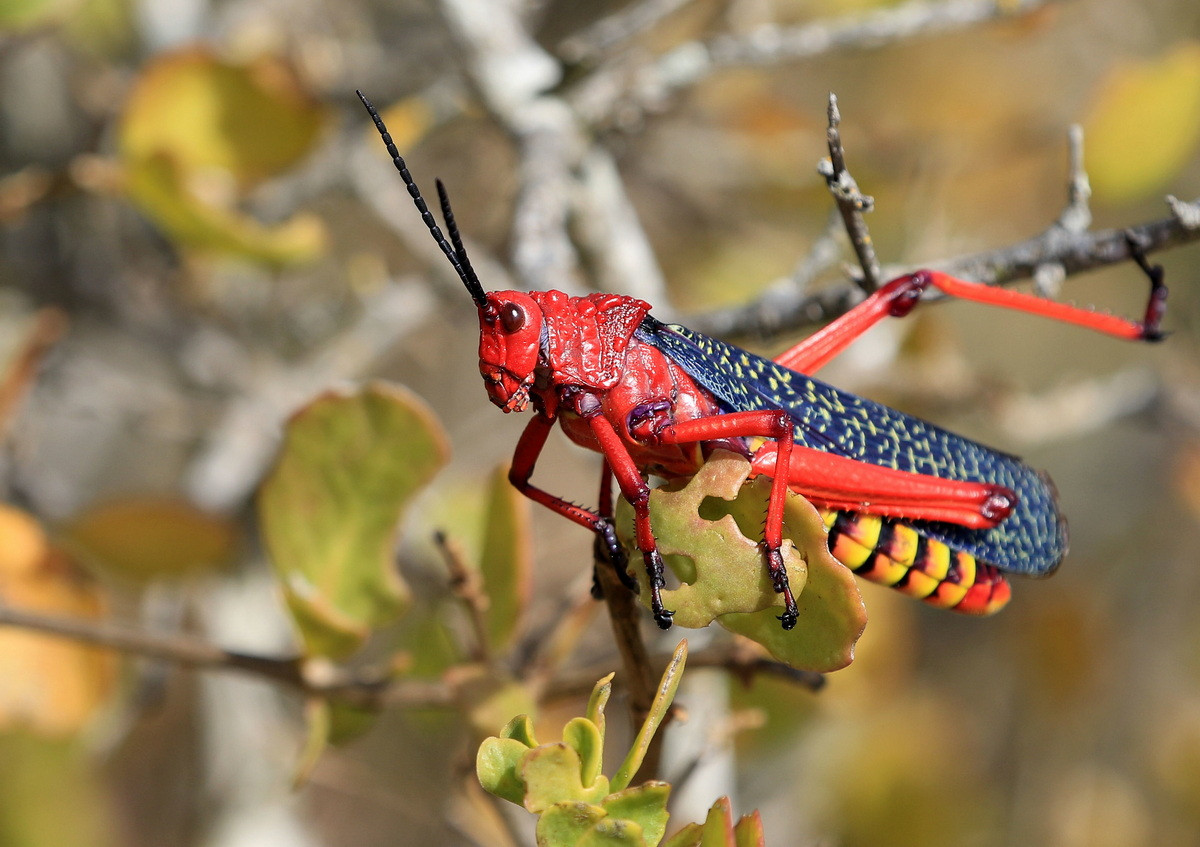 Châu chấu bông sữa (Phymateus morbillosus). Kích thước: Dài 7 cm. Vùng phân bố: Châu Phi, Madagascar và Ấn Độ.
