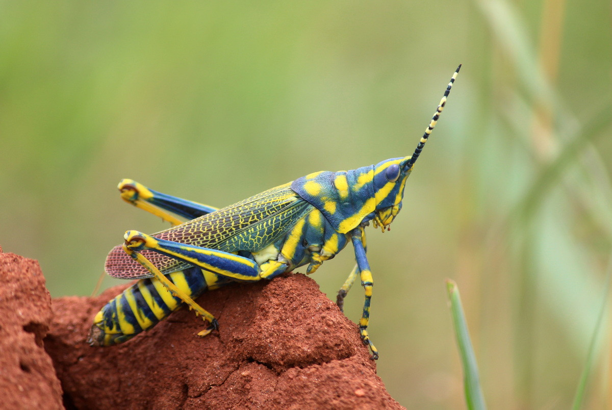 Châu chấu sơn Ấn Độ (Poekilocerus pictus). Kích thước: Dài 3-5 cm. Vùng phân bố: Tiểu lục địa Ấn Độ.