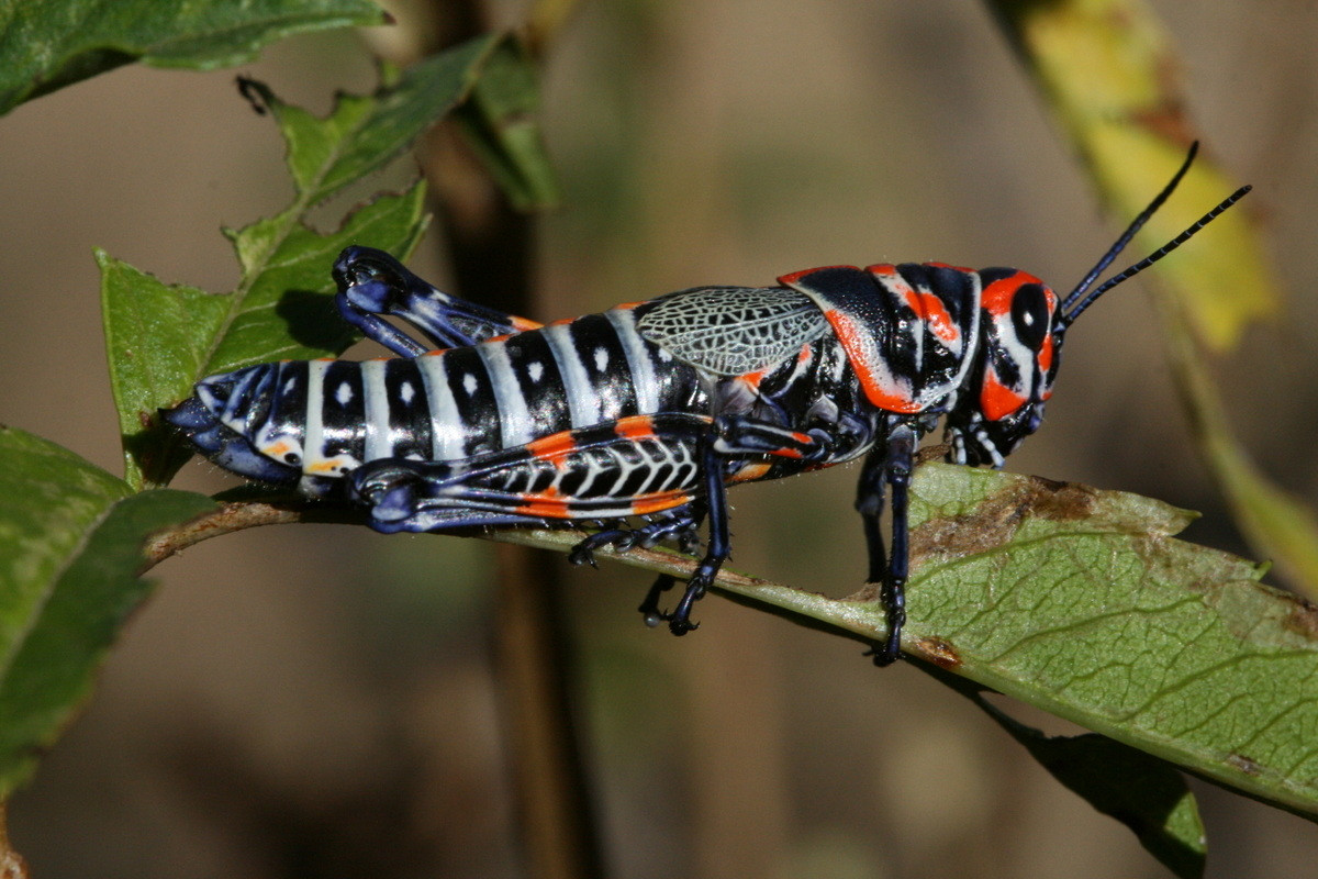 Châu chấu cầu vồng (Dactylotum bicolor). Kích thước: Dài 3 cm. Vùng phân bố: Nam Canada, Tây Hoa Kỳ và Bắc Mexico.