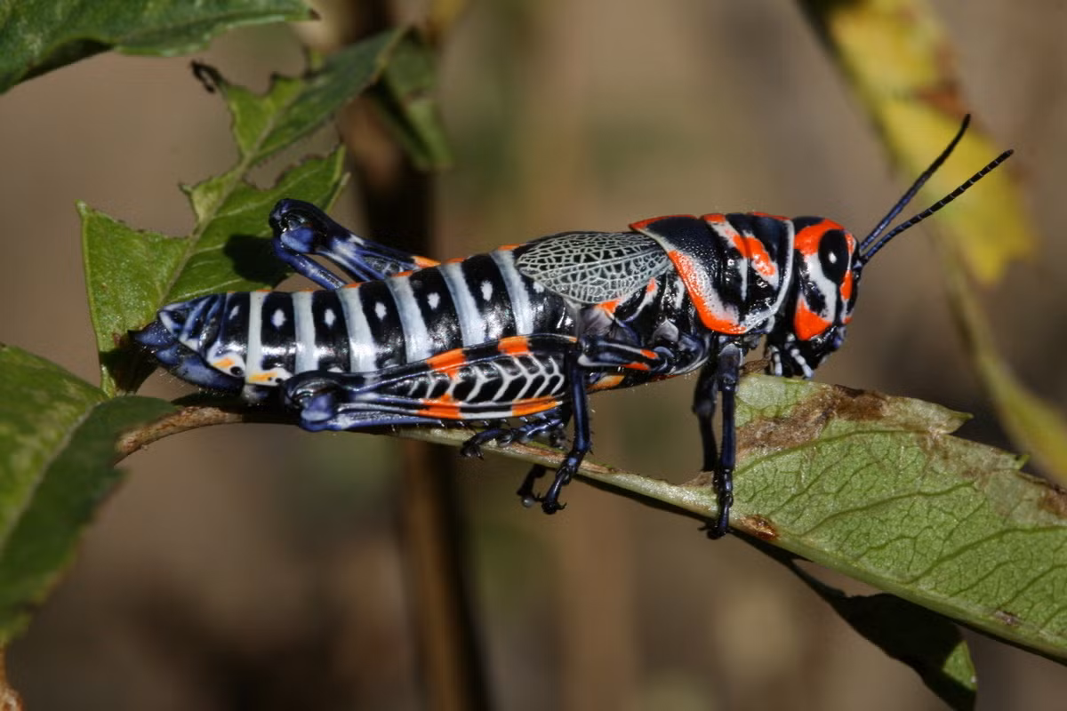 Châu chấu cầu vồng (Dactylotum bicolor). Kích thước: Dài 3 cm. Vùng phân bố: Nam Canada, Tây Hoa Kỳ và Bắc Mexico.