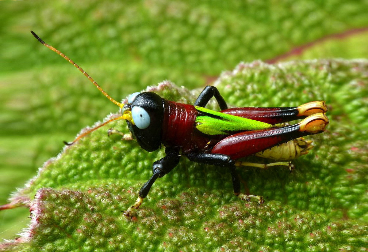 Châu chấu Megacheilacris bullifemur. Kích thước: Dài 2 cm. Vùng phân bố Trumg Mỹ và Nam Mỹ.