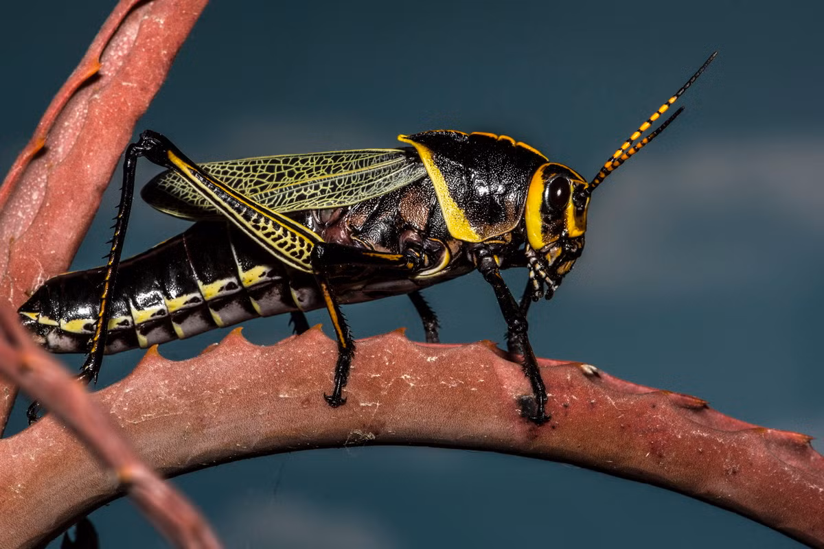 Châu chấu ngựa lớn miền Tây (Taeniopoda eques). Kích thước: Dài 7 cm. Vùng phân bố: Nam Hoa Kỳ và Bắc Mexico.