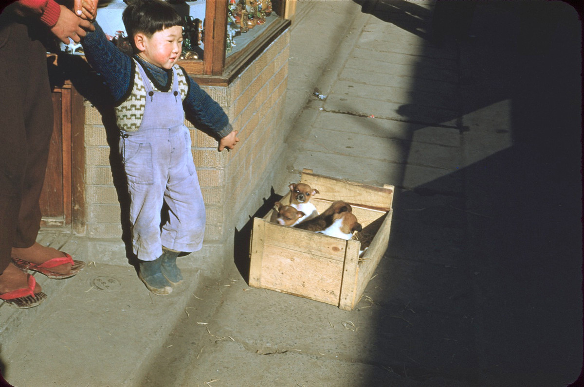 Cậu bé và chiếc hộp đựng chó con ở Yokosuka.