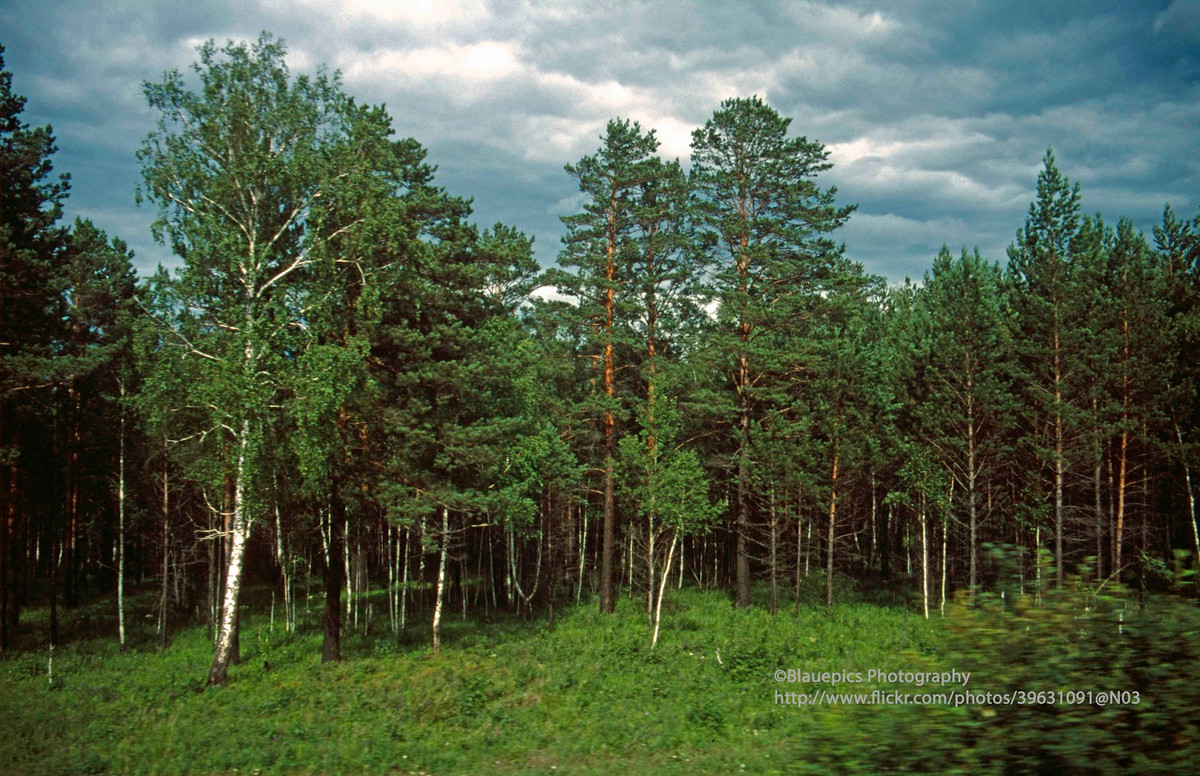 Cảnh quan ở nước Nga, khi đoàn tàu vừa đi qua Irkutsk.