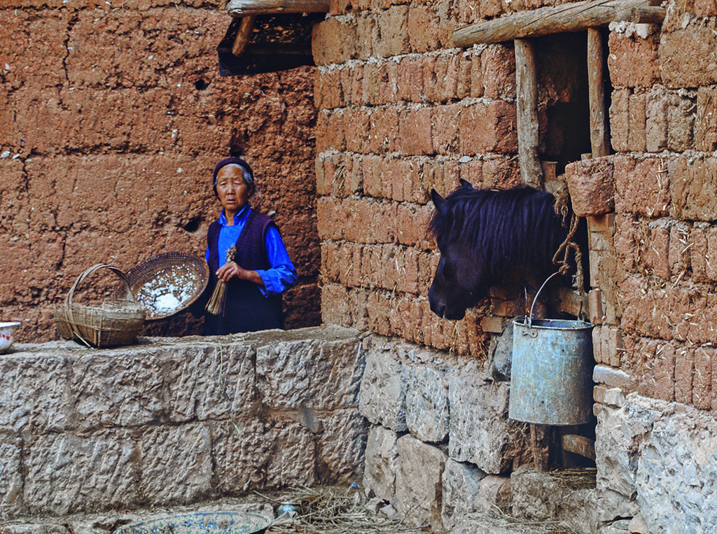 Cụ bà cho ngựa ăn.