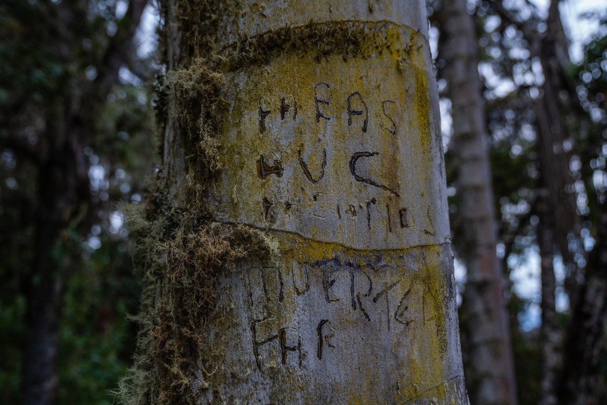 Thân cọ sáp Quindío hình trụ trơn nhẵn, sáng màu, được phủ sáp. Lá cây màu lục sậm hoặc hơi xám, dài khoảng 2 mét, có thể tới 5 mét, với cuống lá dài 80 cm. Quả của chúng có hình cầu có màu cam-đỏ khi chín, đường kính 1.6–2 cm. Ảnh: The New York Times.