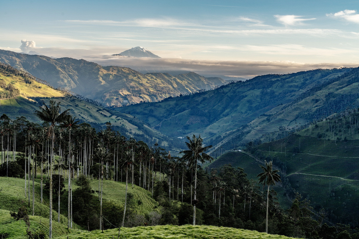 Là loài cây ưa khí hậu vùng núi cao, cọ sáp Quindío mọc thành những quần thể lớn tại nơi có độ cao 2.000 và 3.100 mét trên mực nước biển. Ảnh: Shutterstock