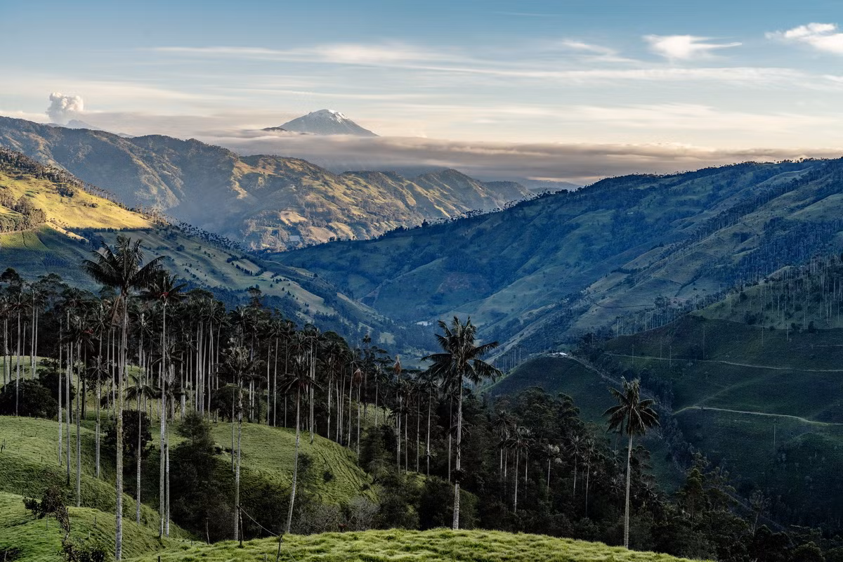Là loài cây ưa khí hậu vùng núi cao, cọ sáp Quindío mọc thành những quần thể lớn tại nơi có độ cao 2.000 và 3.100 mét trên mực nước biển. Ảnh: Shutterstock