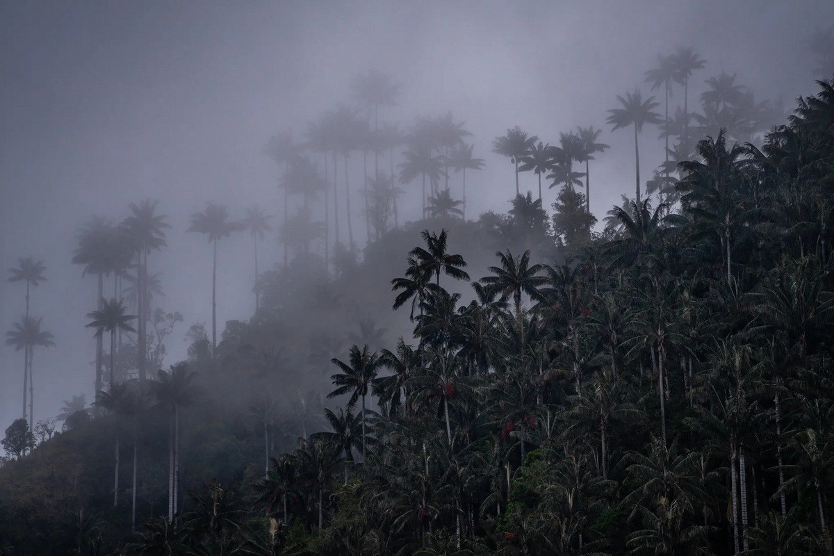 Sáp lấy từ thân cây được dùng để làm nến, lớp bên ngoài của thân cây được sử dụng làm vật liệu xây dựng, đặc biệt là để làm hệ thống dẫn nước phục vụ sản xuất nông nghiệp ở khu vực hẻo lánh. Ảnh: The New York Times.
