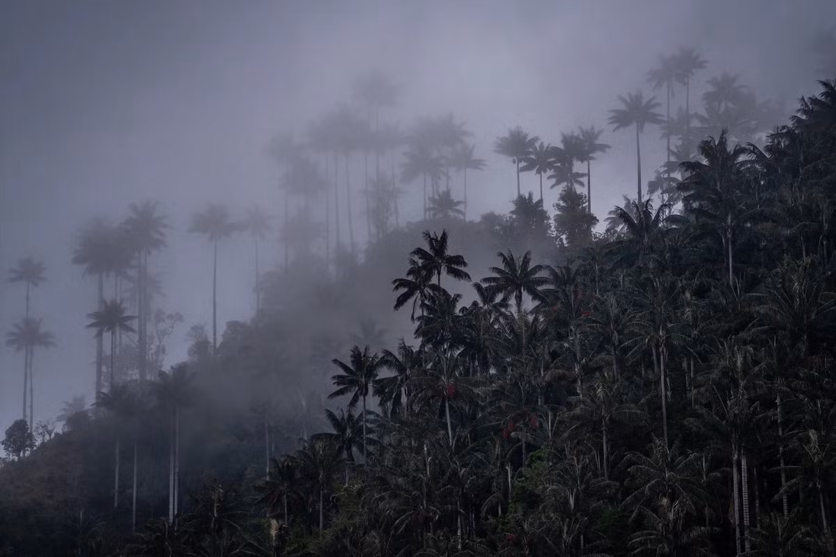 Sáp lấy từ thân cây được dùng để làm nến, lớp bên ngoài của thân cây được sử dụng làm vật liệu xây dựng, đặc biệt là để làm hệ thống dẫn nước phục vụ sản xuất nông nghiệp ở khu vực hẻo lánh. Ảnh: The New York Times.