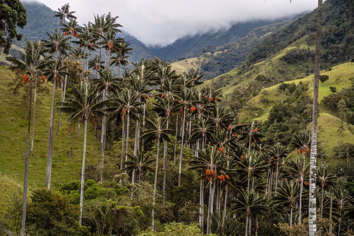 Sinh trưởng tại những khu rừng miền núi ẩm ướt của sườn Đông dãy Andes tại Colombia và Peru, cọ sáp Quindío (Ceroxylon quindiuense) là loài thực vật một lá mầm cao nhất thế giới. Ảnh: The New York Times.