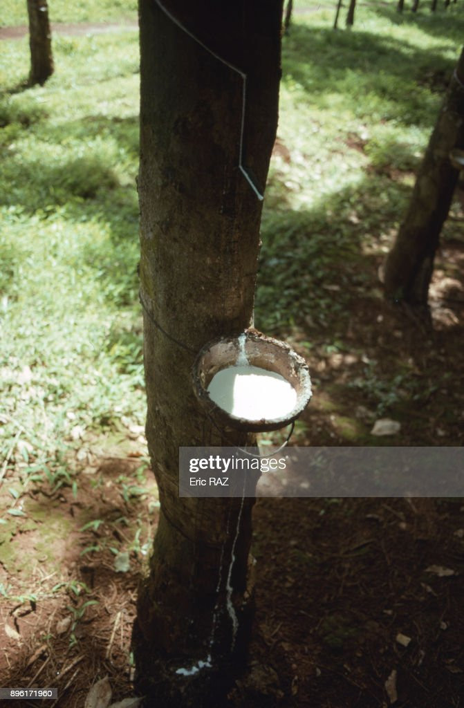 Thu hoạch mủ cao su ở Đồng Nai.