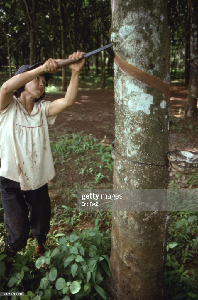 Nữ công nhân cạo thân cây cao su để lấy mủ trên một đồn điền ở tỉnh Đồng Nai.