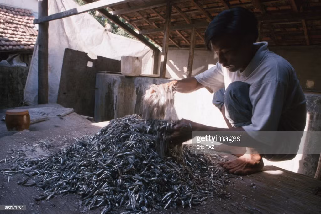 Ướp muối cho cá cơm để làm nước mắm tại Nha Trang.