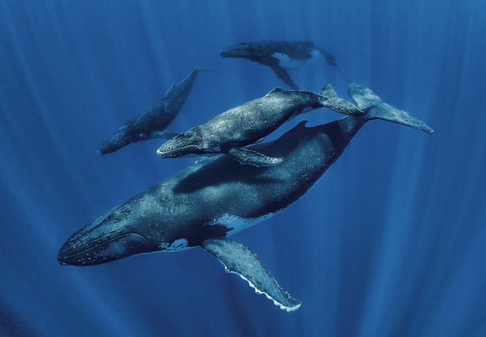 Ảnh chụp quần đảo Cook, 2019. Một con cá voi cái và một con cá voi con đang được “hộ tống” bởi hai cá voi đực ở vùng biển thuộc quần đảo Cook. Hai chú cá voi đực giúp đỡ “bà mẹ đơn thân” vì mong muốn được trở thành bạn tình và giao phối với cá voi cái. Cá voi con thường phát ra những tiếng rít nhẹ, nghe như tiếng thì thầm. Tiếng kêu của con đực trưởng thành lại khá trầm, thấp, còn tiếng rít lại có cường độ cao.